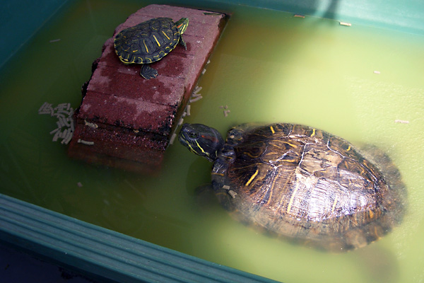 日々雑感 - DoromPATIO