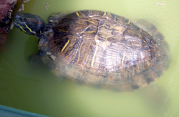 日々雑感 - DoromPATIO