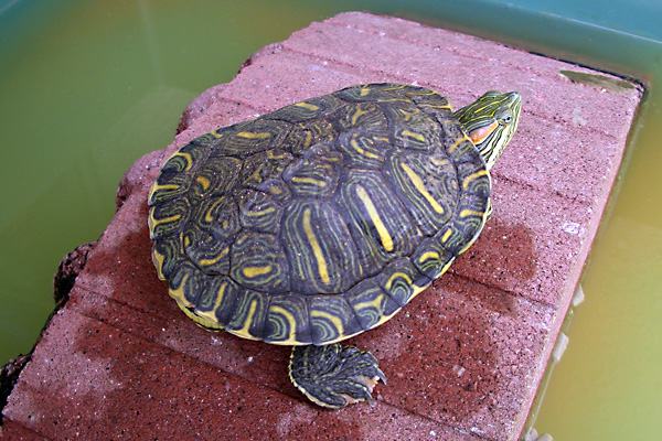 日々雑感 - DoromPATIO