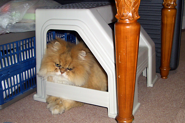 日々雑感 - DoromPATIO