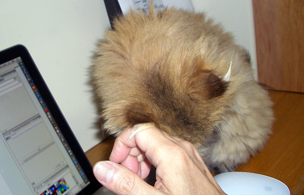 日々雑感 - DoromPATIO