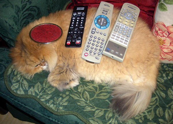 日々雑感 - DoromPATIO