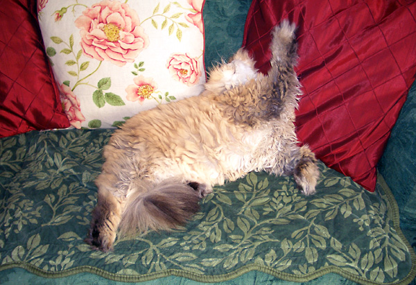 日々雑感 - DoromPATIO