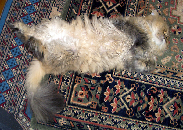 日々雑感 - DoromPATIO