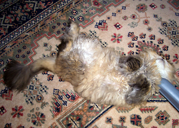 日々雑感 - DoromPATIO