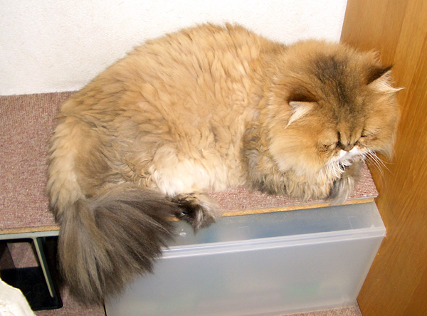 日々雑感 - DoromPATIO