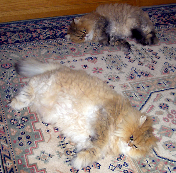 日々雑感 - DoromPATIO