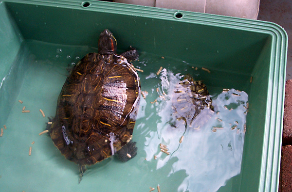 日々雑感 - DoromPATIO