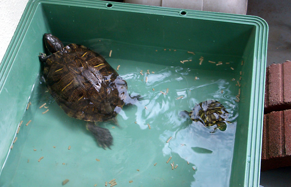 日々雑感 - DoromPATIO