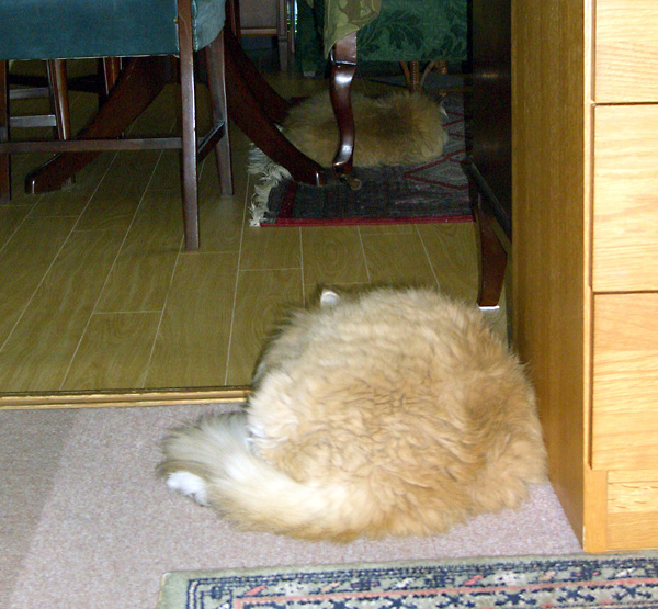 日々雑感 - DoromPATIO