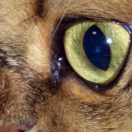 毒林檎談義 - Macintosh - DoromPATIO