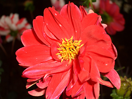 毒林檎談義 - Macintosh - DoromPATIO