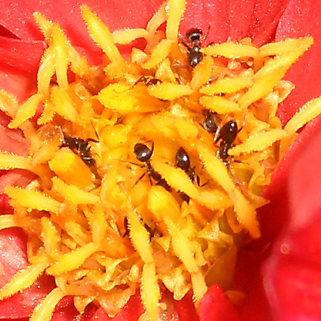 毒林檎談義 - Macintosh - DoromPATIO