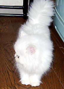 猫, チンチラ・シルバー, May the Cat