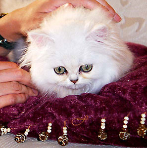 猫, チンチラ・シルバー, May the Cat