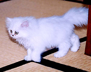 猫, チンチラ・シルバー, May the Cat