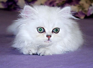 猫, チンチラ・シルバー, May the Cat