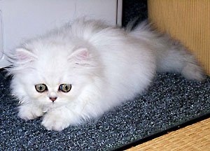 猫, チンチラ・シルバー, May the Cat