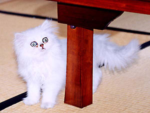 猫, チンチラ・シルバー, May the Cat