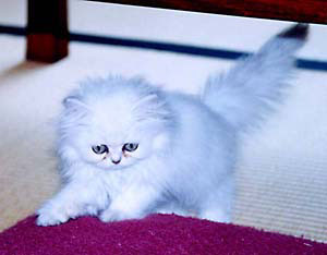 猫, チンチラ・シルバー, May the Cat