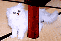 猫, チンチラ・シルバー, May the Cat