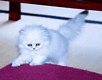 猫, チンチラ・シルバー, May the Cat