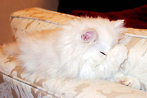 猫, チンチラ・シルバー, May the Cat