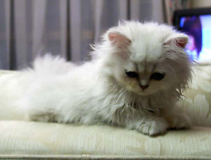 猫, チンチラ・シルバー, May the Cat