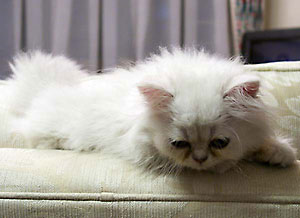 猫, チンチラ・シルバー, May the Cat