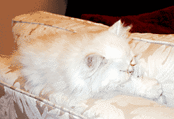 猫, チンチラ・シルバー, May the Cat