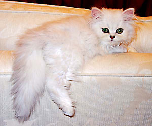 猫, チンチラ・シルバー, May the Cat