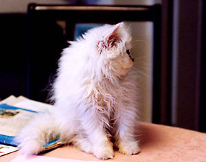 猫, チンチラ・シルバー, May the Cat