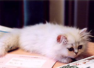 猫, チンチラ・シルバー, May the Cat