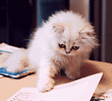 猫, チンチラ・シルバー, May the Cat