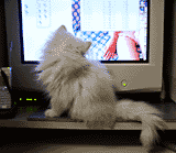 猫, チンチラ・シルバー, May the Cat