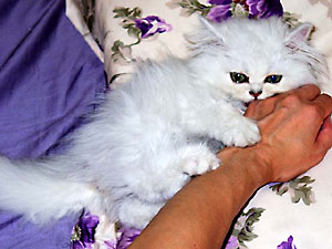 猫, チンチラ・シルバー, May the Cat