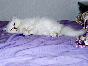 猫, チンチラ・シルバー, May the Cat