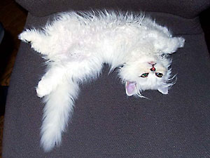 猫, チンチラ・シルバー, May the Cat