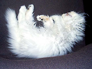 猫, チンチラ・シルバー, May the Cat