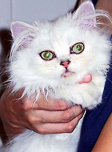 猫, チンチラ・シルバー, May the Cat