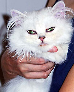 猫, チンチラ・シルバー, May the Cat