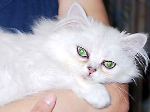 猫, チンチラ・シルバー, May the Cat