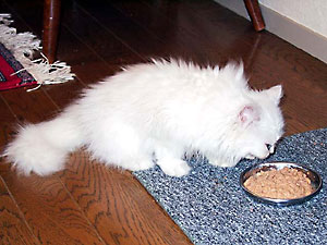 猫, チンチラ・シルバー, May the Cat