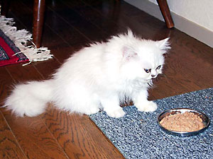 猫, チンチラ・シルバー, May the Cat