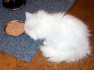 猫, チンチラ・シルバー, May the Cat