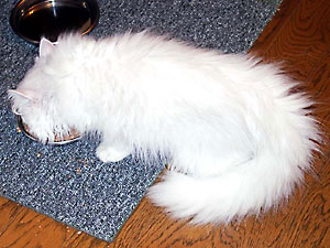 猫, チンチラ・シルバー, May the Cat