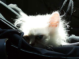 猫, チンチラ・シルバー, May the Cat