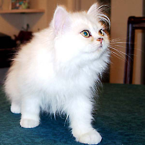 猫, チンチラ・シルバー, May the Cat