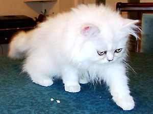 猫, チンチラ・シルバー, May the Cat