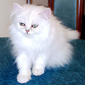 猫, チンチラ・シルバー, May the Cat